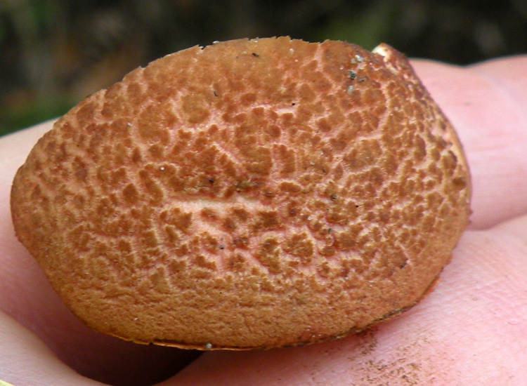 Porcini emiliani: Boletus cisalpinus ?